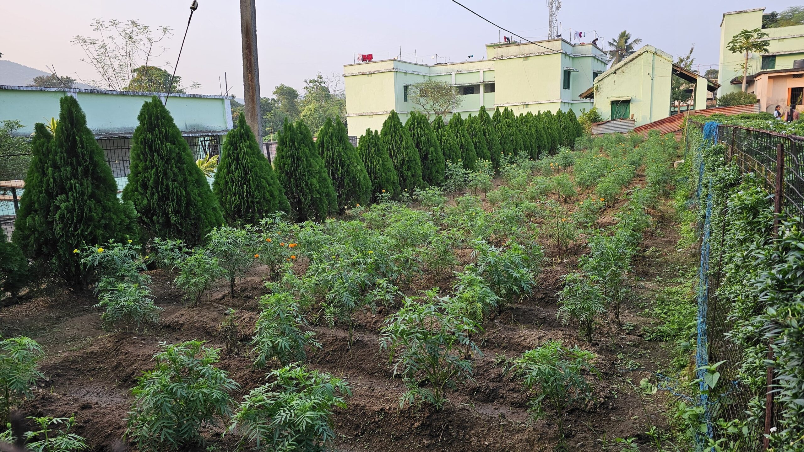 Garden